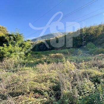 Parcelle de bois, taillis : Parcelle de bois, taillis