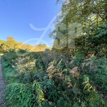 Parcelle de bois, taillis : Parcelle de bois, taillis