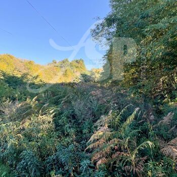 Parcelle de bois, taillis : Parcelle de bois, taillis