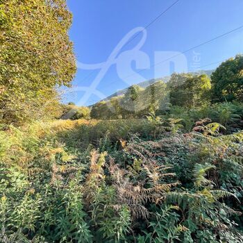 Parcelle de bois, taillis : Parcelle de bois, taillis