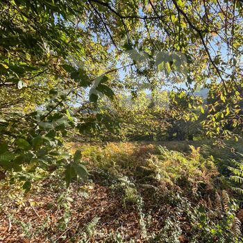 Parcelle de bois, taillis : Parcelle de bois, taillis