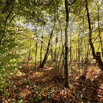 Parcelle de bois, taillis : Parcelle de bois, taillis