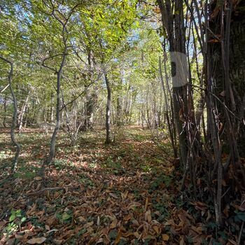 Parcelle de bois, taillis : Parcelle de bois, taillis