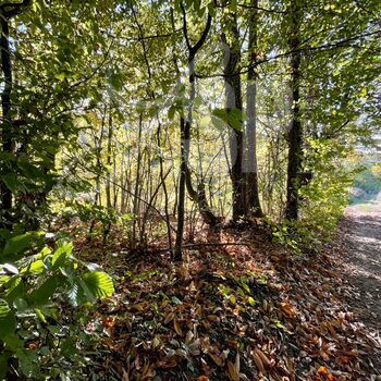 Parcelle de bois, taillis : Parcelle de bois, taillis