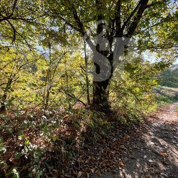 Parcelle de bois, taillis : Parcelle de bois, taillis