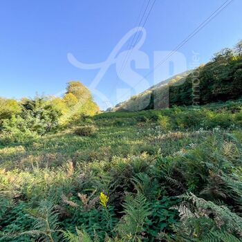 Parcelle de bois, taillis : Parcelle de bois, taillis