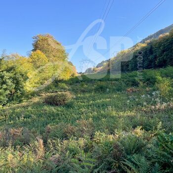 Parcelle de bois, taillis : Parcelle de bois, taillis